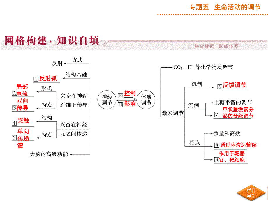 高考生物二轮专题复习课件：专题五第1讲人和动物生命活动的调节_第4页