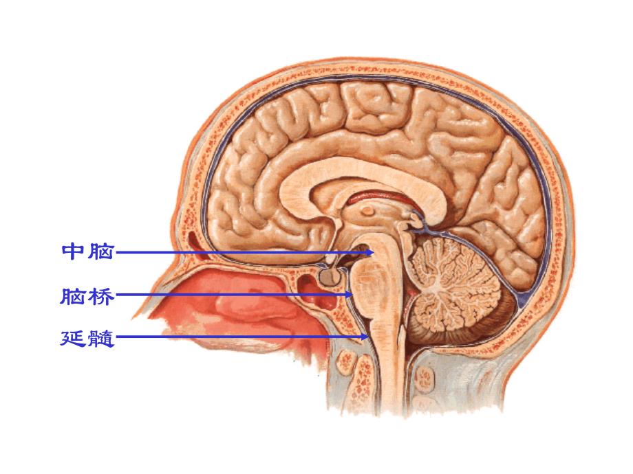 最新脑干【人体解剖】PPT文档_第1页