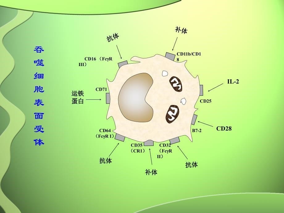 4天然免疫应答和炎症_第5页