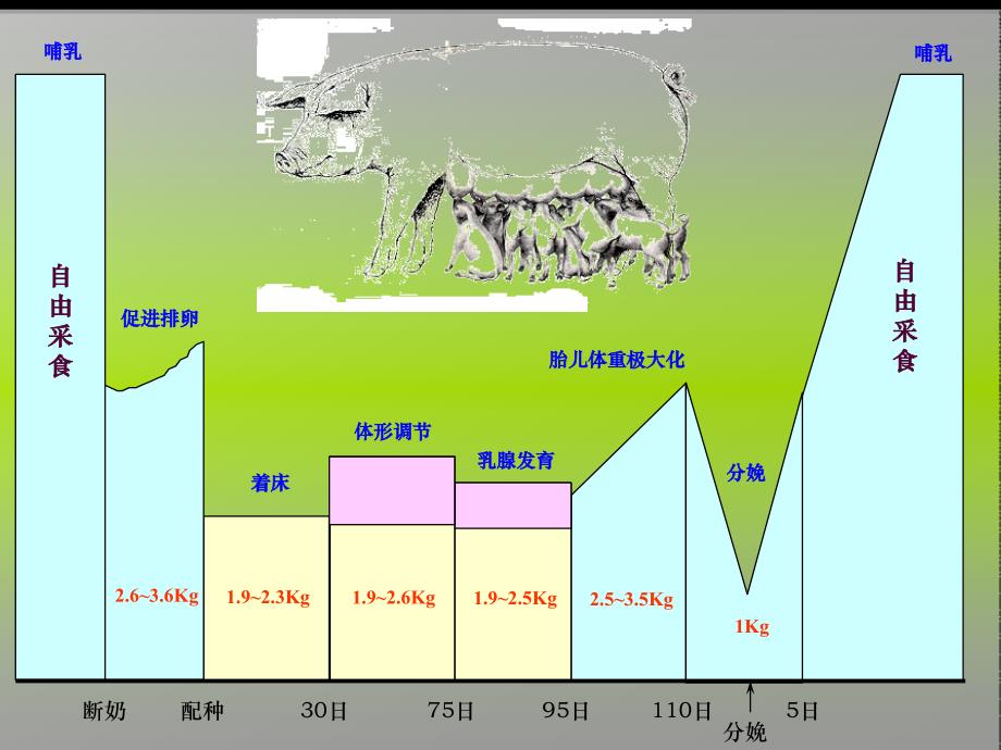 母猪的饲养管理_第4页