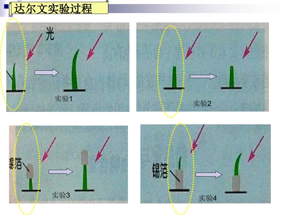 植物生长素的发现（一）_第4页