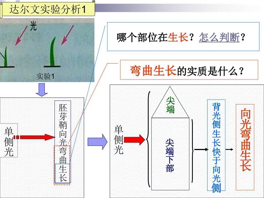 植物生长素的发现（一）_第5页