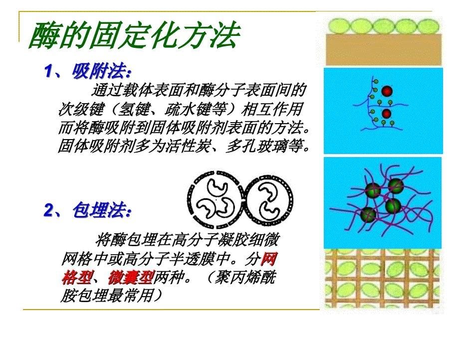 650第二部分酶的应用_第5页