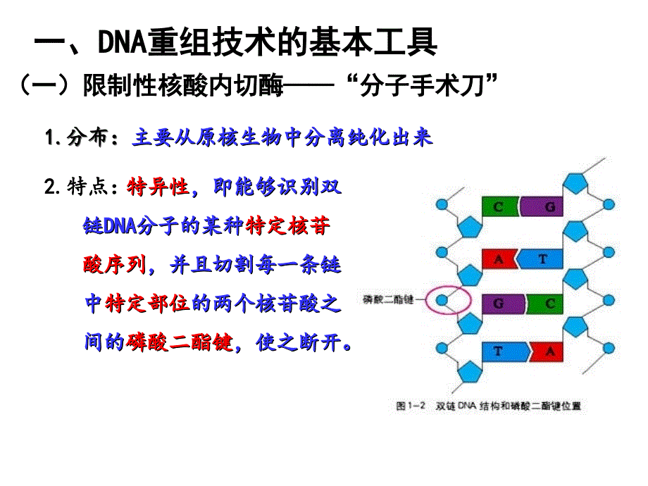 专题一 基因工程_第2页