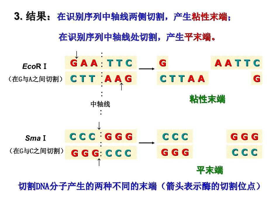 专题一 基因工程_第3页