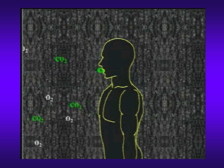 生物：4.3.1《呼吸道对空气的处理》课件4(人教版七年级下)_第2页