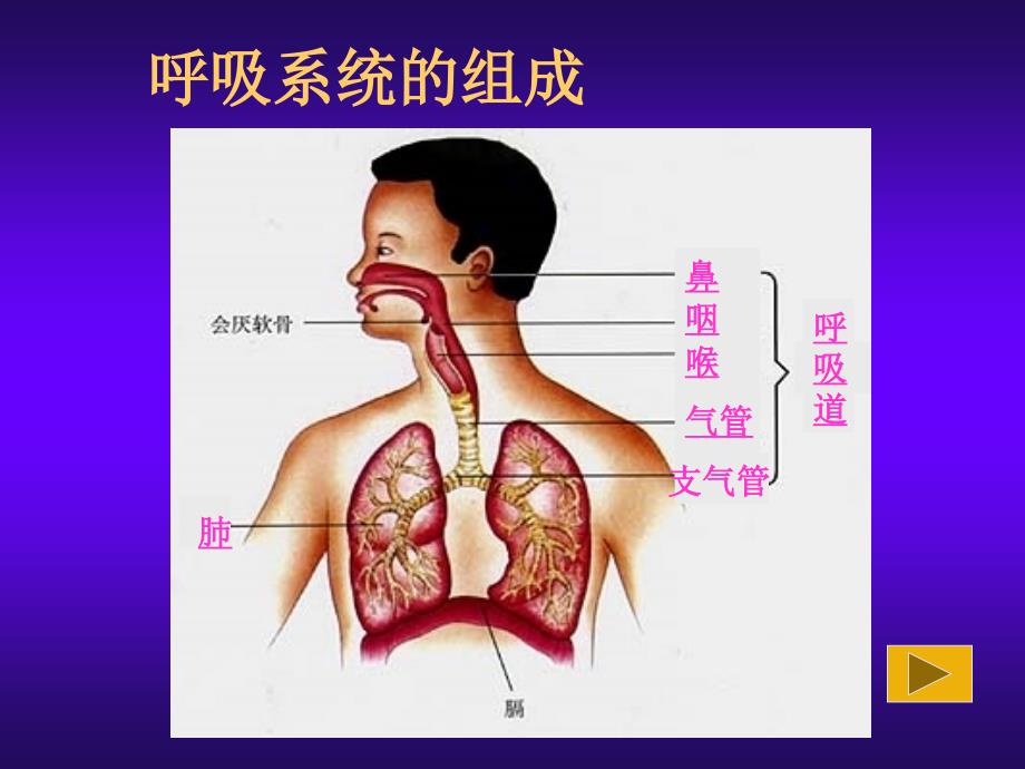 生物：4.3.1《呼吸道对空气的处理》课件4(人教版七年级下)_第3页