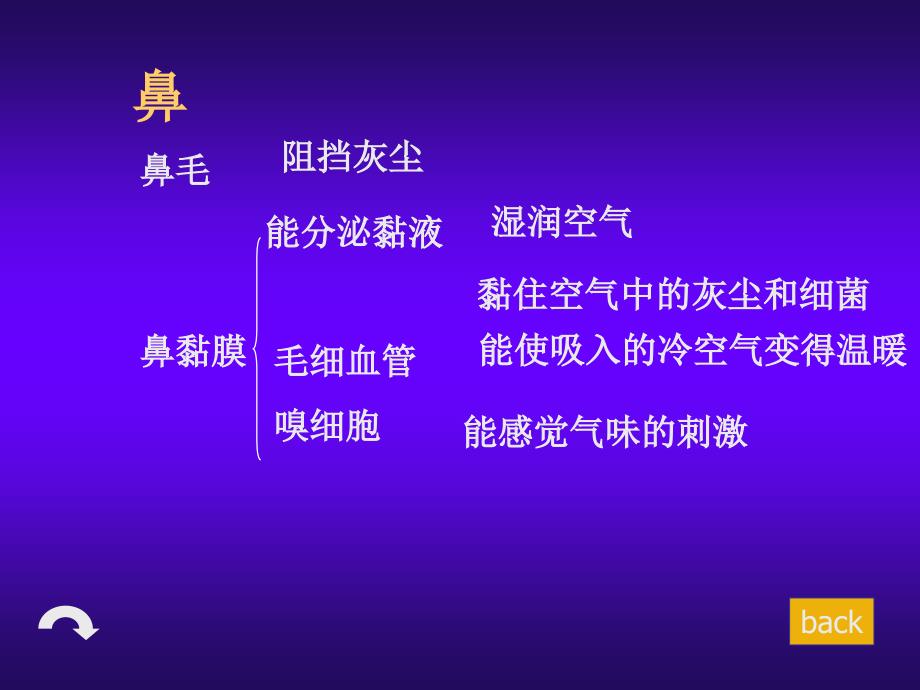 生物：4.3.1《呼吸道对空气的处理》课件4(人教版七年级下)_第4页