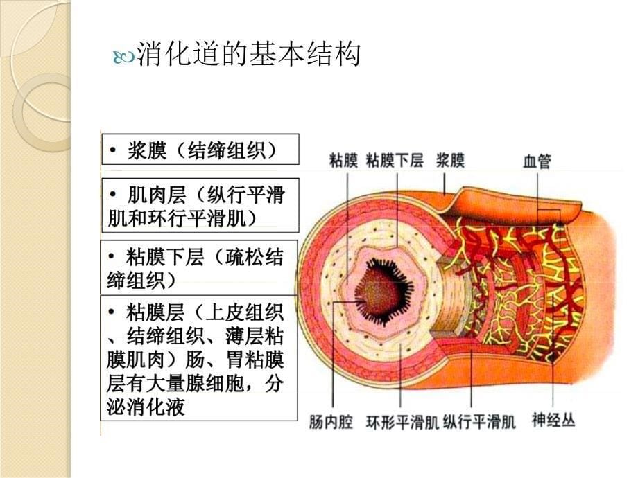 《消化和排泄》PPT课件_第5页