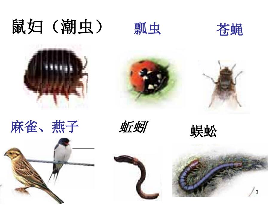 教科版科学六年级上册校园生物大搜索PPT幻灯片_第3页