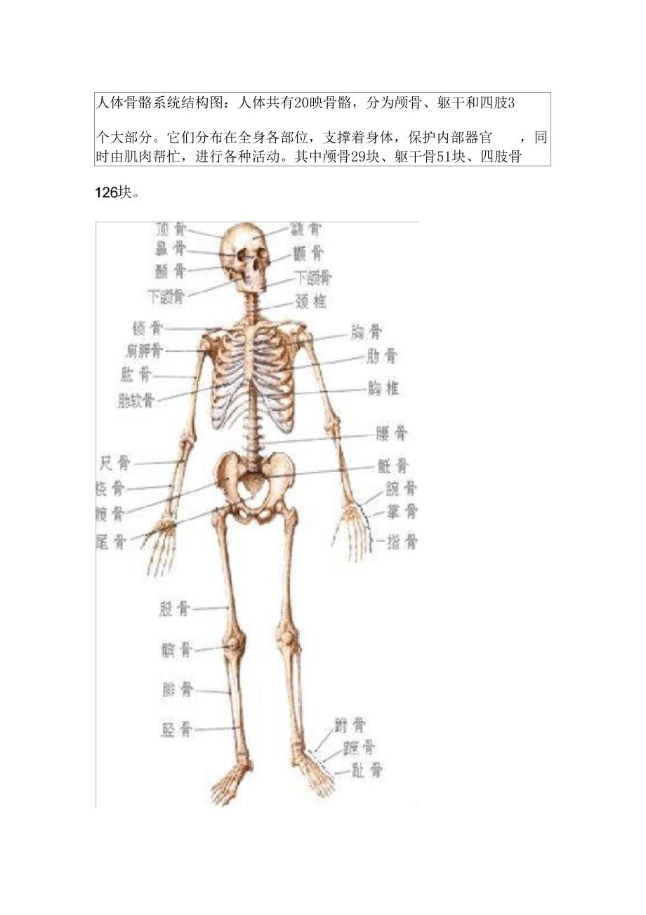 人体骨骼系统结构图_第1页