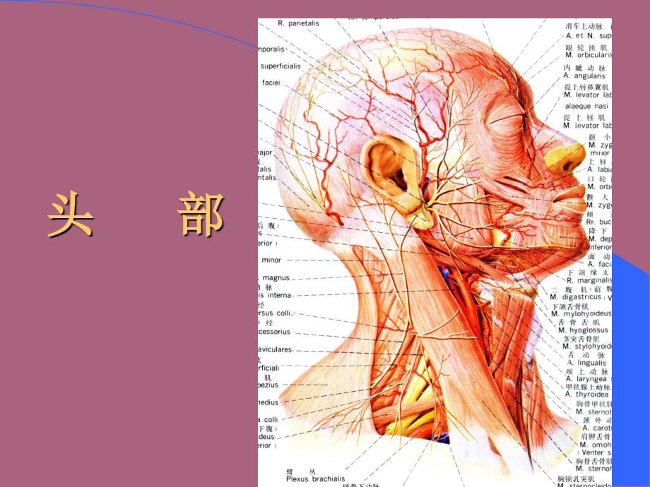 头部局解ppt课件_第1页