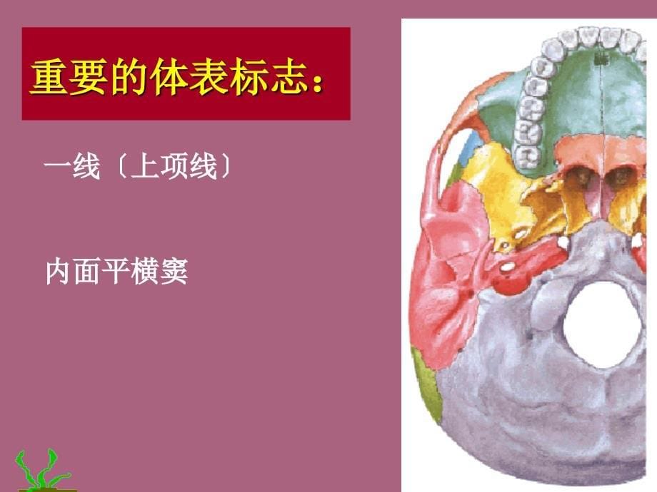 头部局解ppt课件_第5页