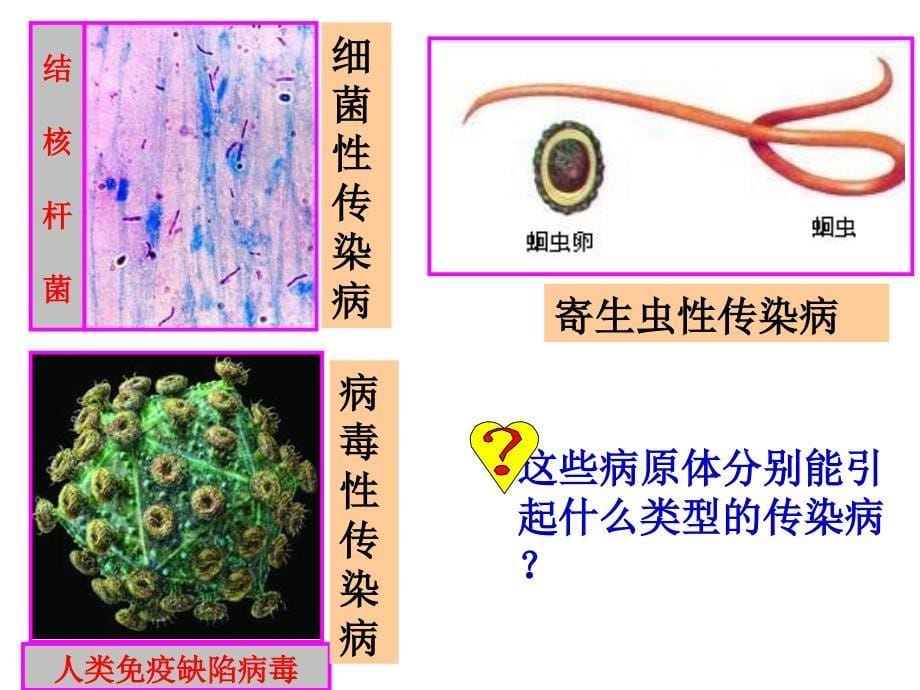 传染病及其预防课时ppt课件_第5页