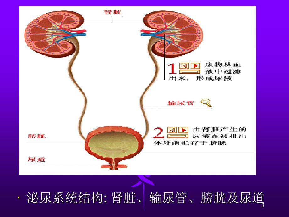 健康评估泌尿系统ppt课件_第3页