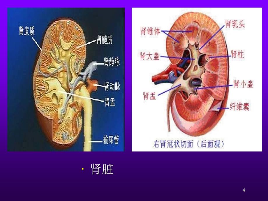 健康评估泌尿系统ppt课件_第4页