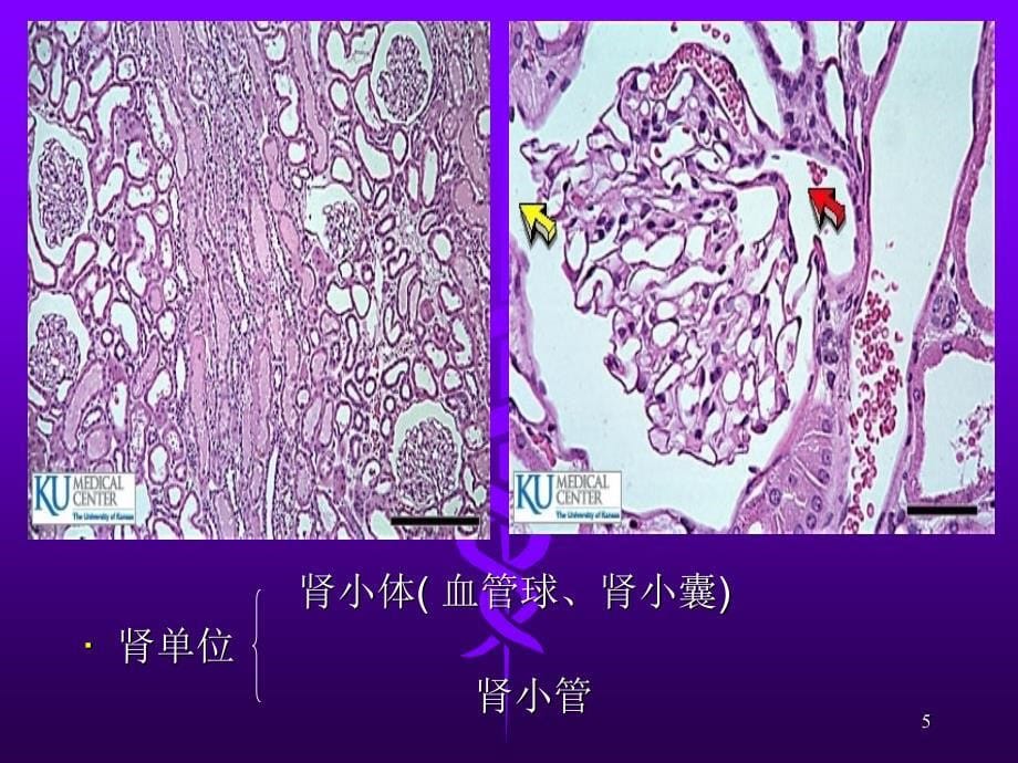 健康评估泌尿系统ppt课件_第5页