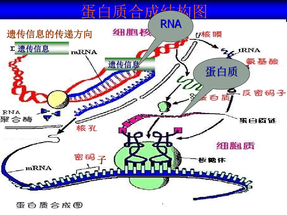 陕西地区高中生物复习资料 4.2《基因对性状的控制》（一）课件 新人教版必修2_第3页