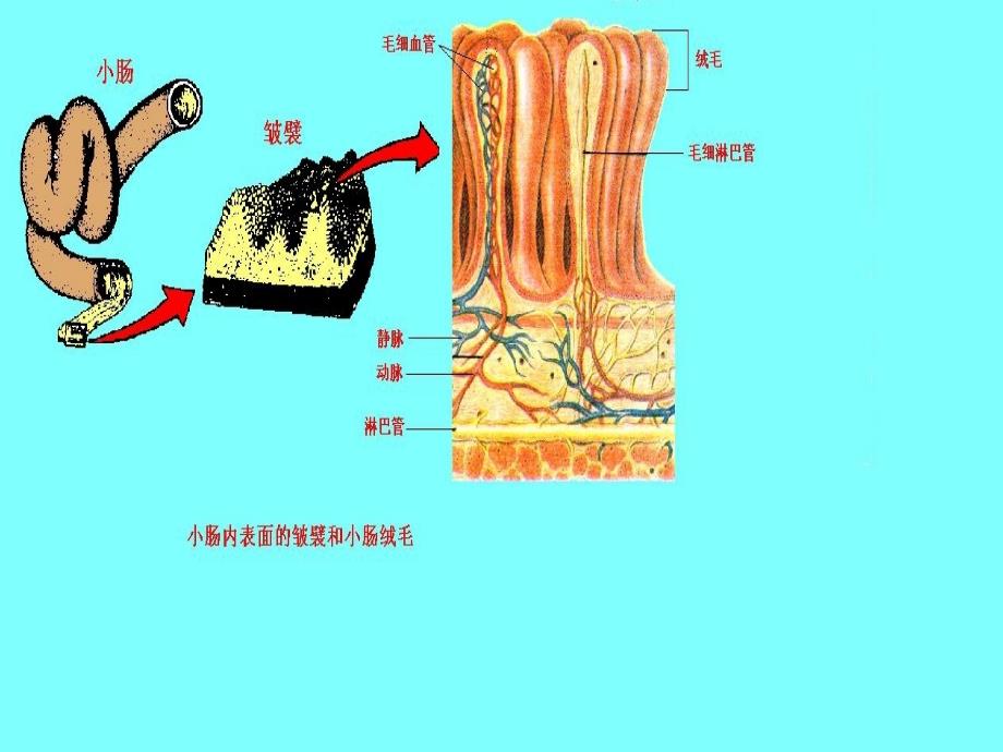 七年级生物下册8.2 食物的消化和营养物质的吸收（课件3）北师大版_第4页