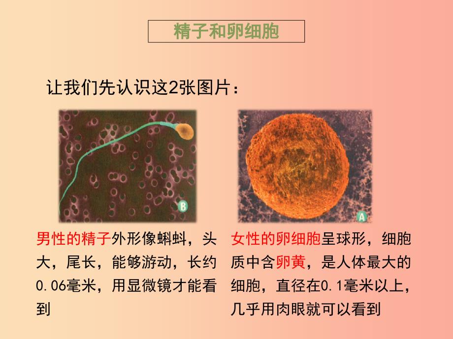 八年级生物上册 7.21.1 人的生殖课件 （新版）苏科版.ppt_第4页