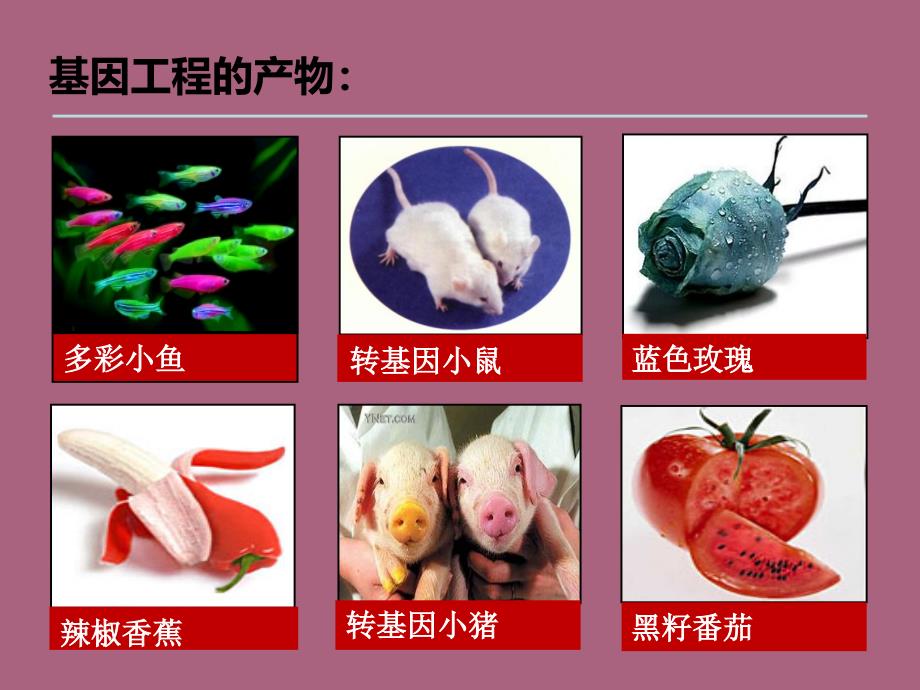 高中生物基因工程ppt课件_第3页