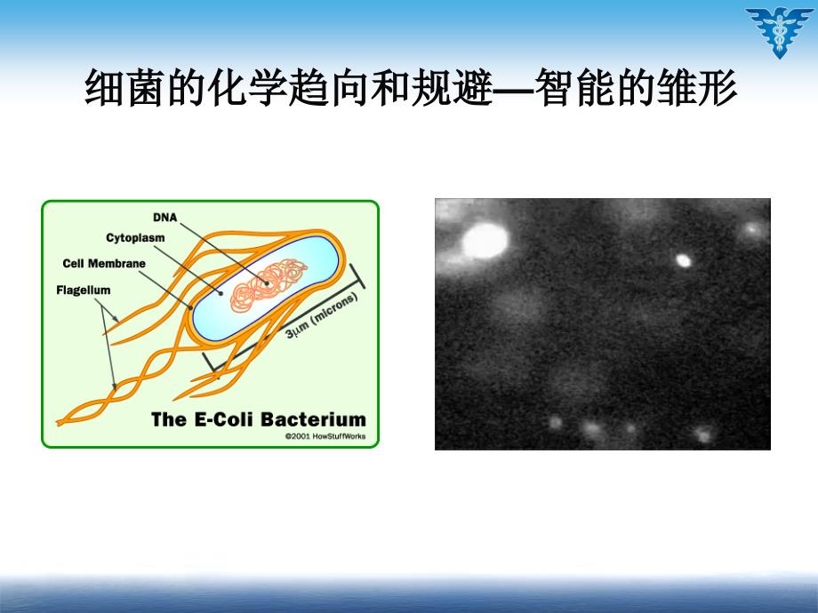 神经生物学：2-神经元及其静息态的膜特性_第3页