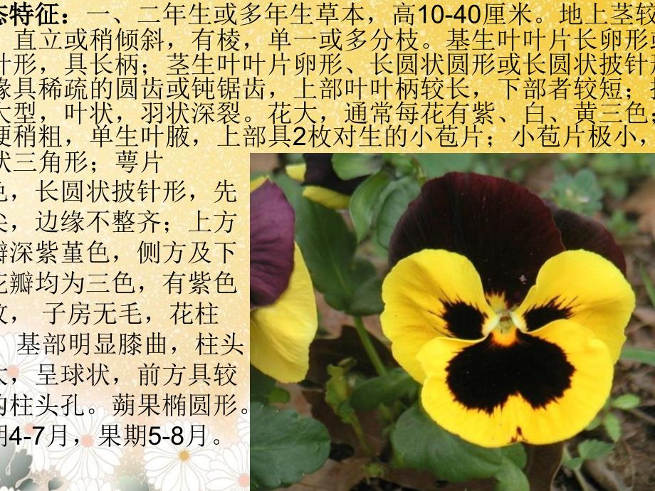 花卉学实习植物PPT课件_第4页