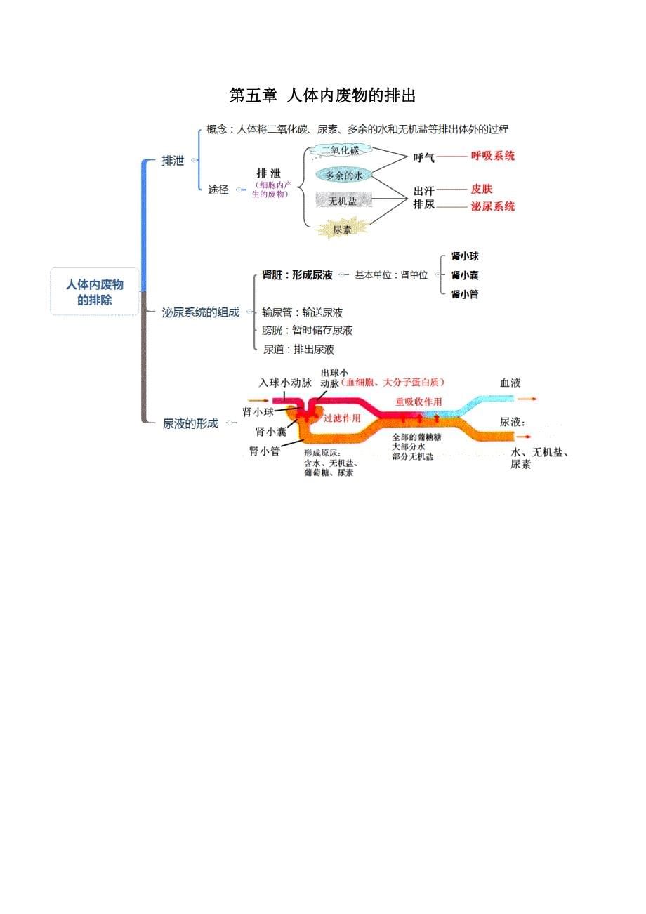 人教版七年级生物下册考点(思维导图版_第5页