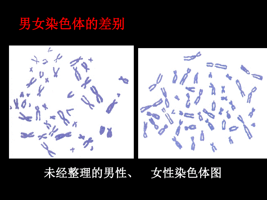 八年级生物人的性别遗传_第4页