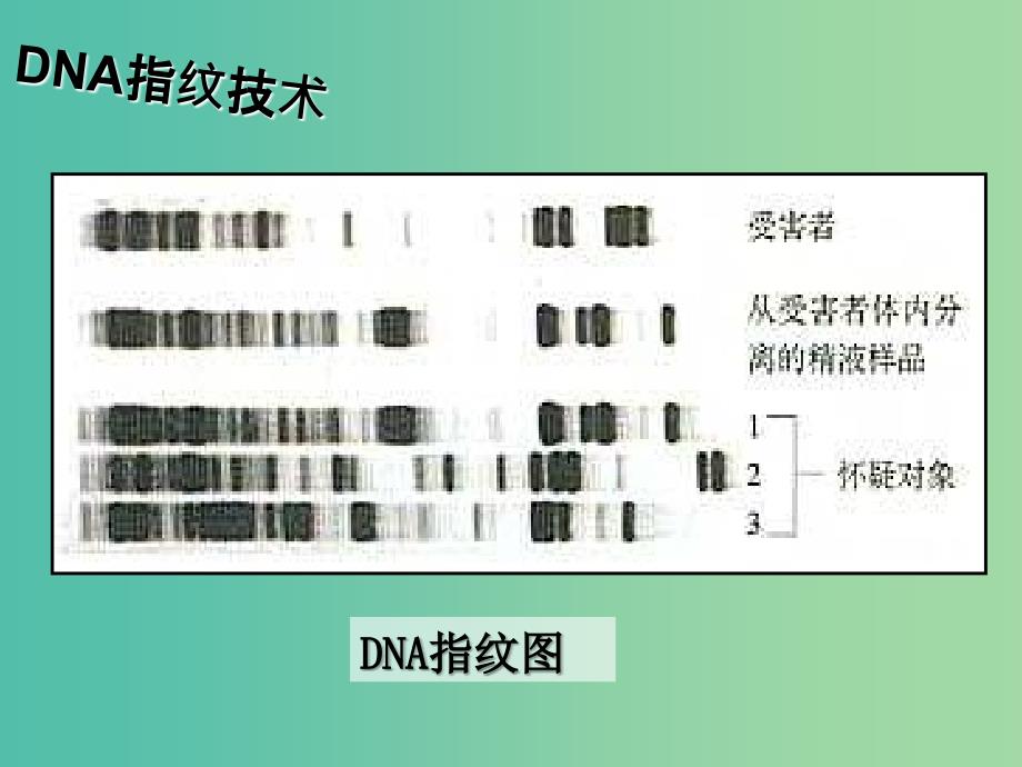 高中生物《23 遗传信息的携带者 核酸》课件 新人教版必修1.ppt_第2页