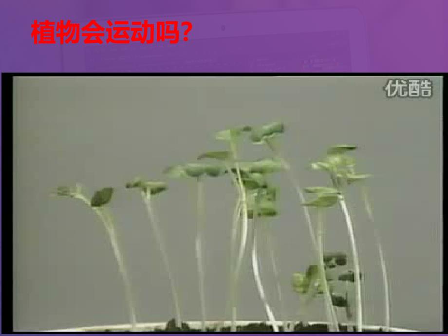 植物的应激性_第1页