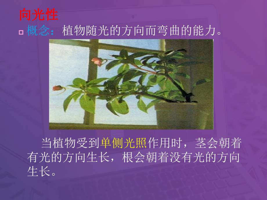 植物的应激性_第4页