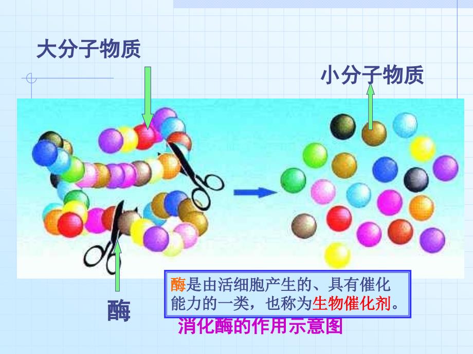 人体对食物的消化与吸收_第4页