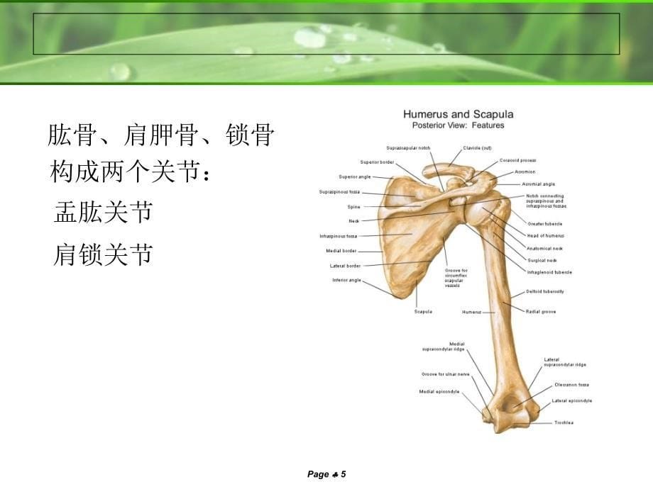 肩关节MRI解剖_第5页