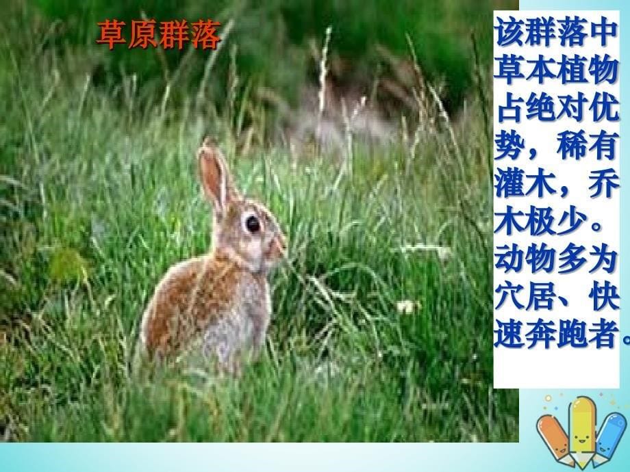 云南孰山彝族自治县高中生物第四章种群和群落4.3群落的结构课件新人教版必修3_第5页