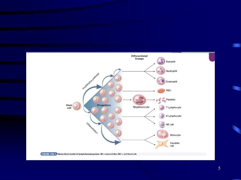 内科学教学课件：34 白血病_第5页