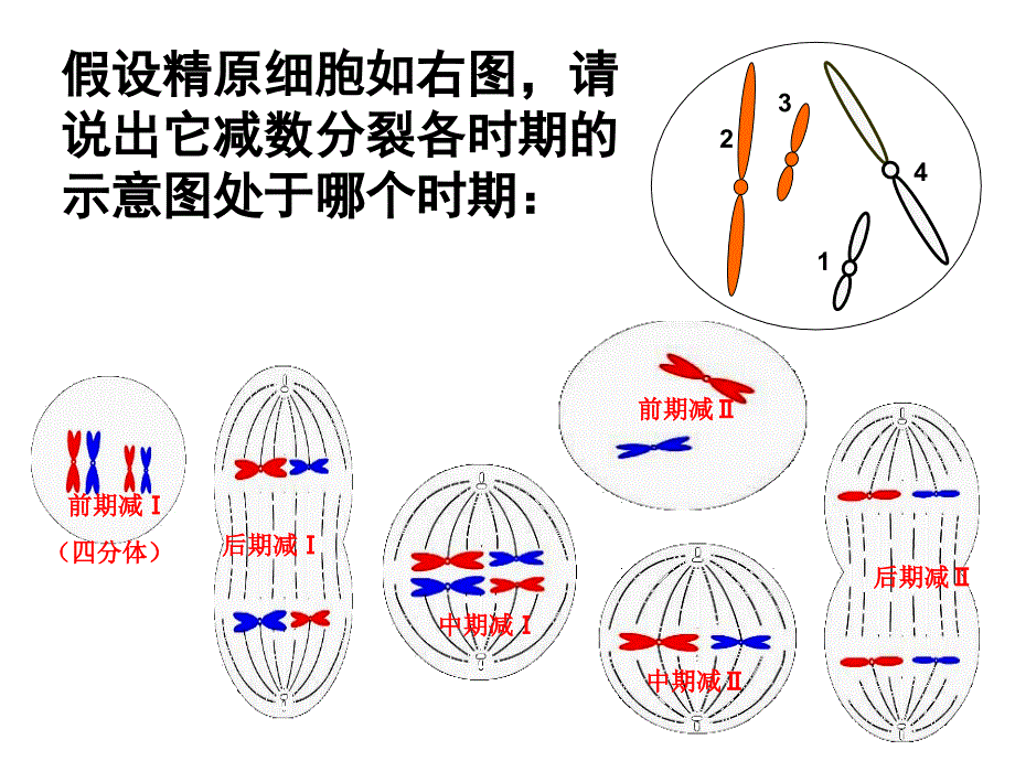 21减数分裂二_第2页