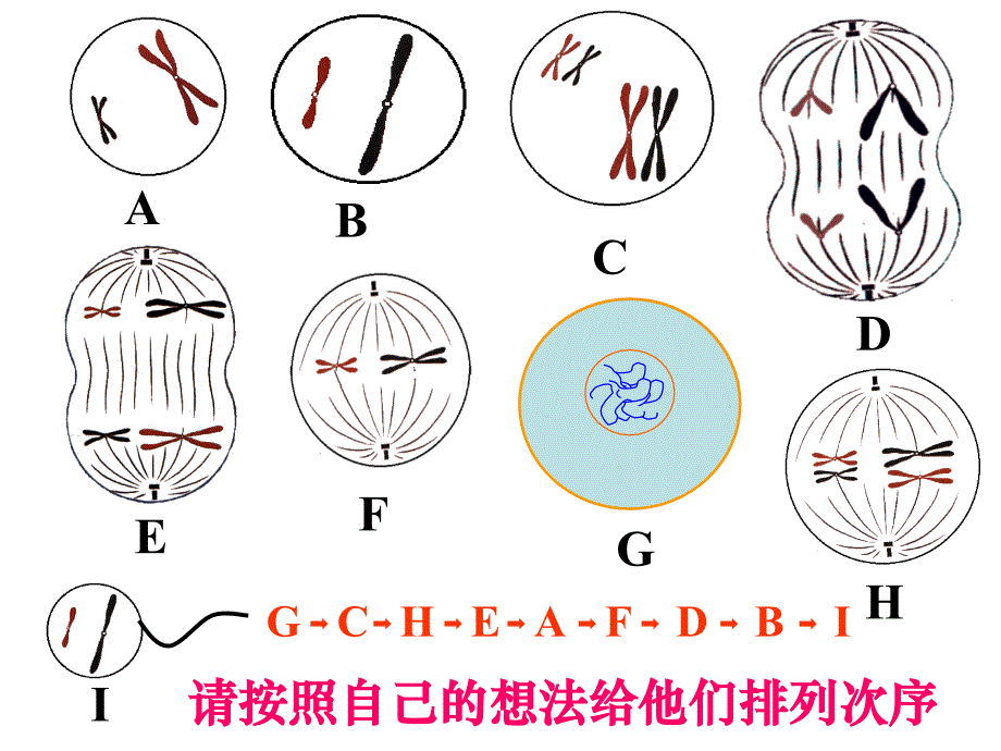 21减数分裂二_第3页