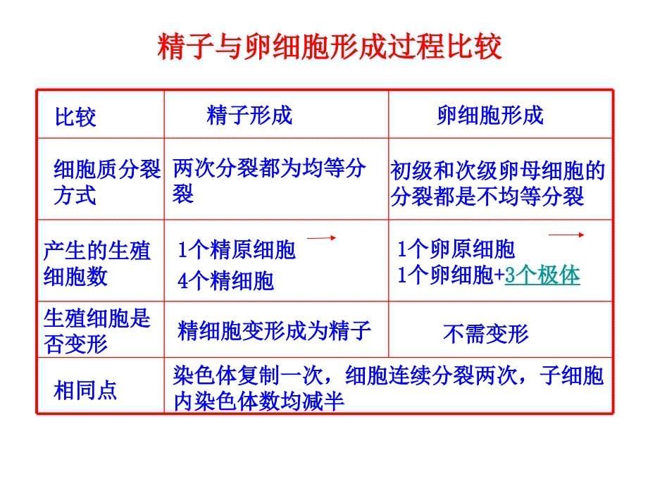 21减数分裂二_第5页