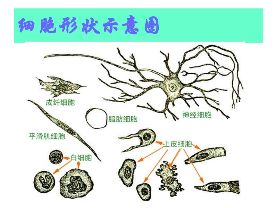 2讲-动物体的基本结构与机能_第3页