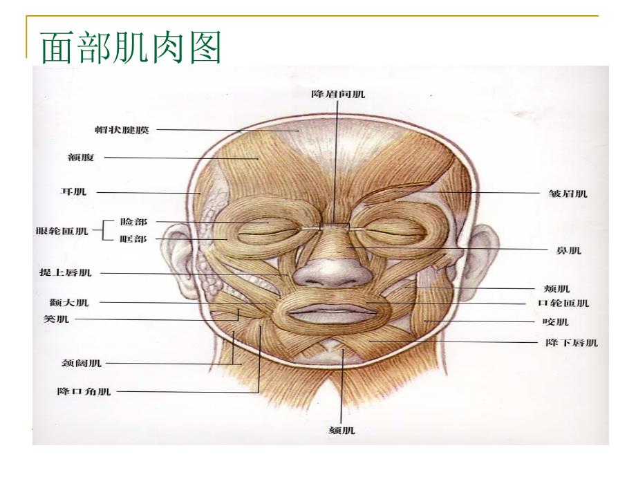 《面部的基本穴位》PPT课件.ppt_第2页