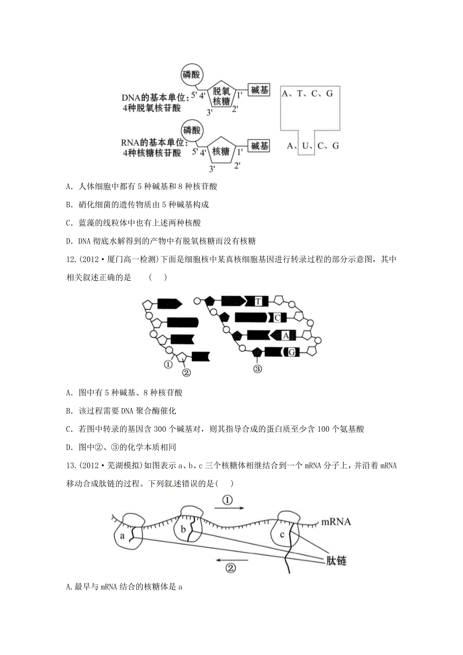 （导学讲连通）2013高中生物 第4章 基因的表达分层达标训练精品练习（含解析）新人教版必修2_第4页