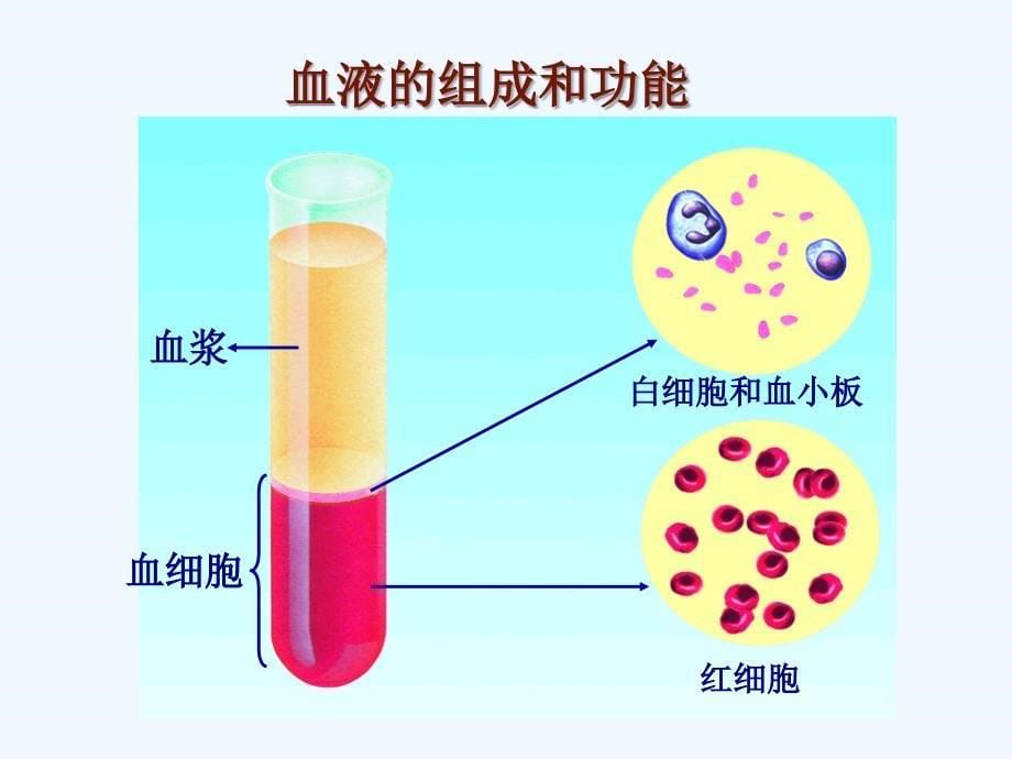 苏教版七年级下册第十章第一节+血液和血型（共48张PPT） (2)_第5页