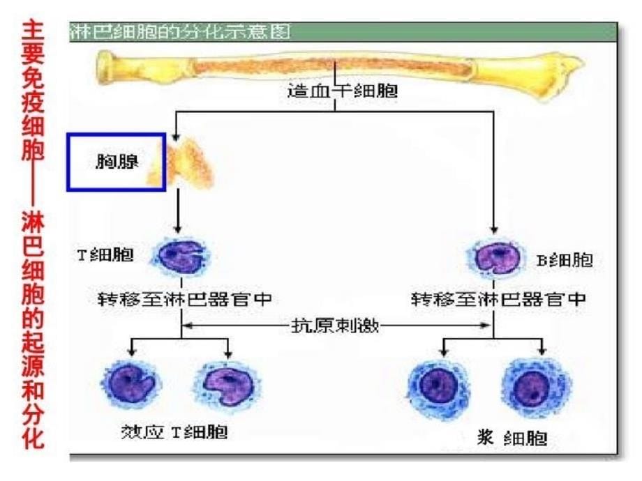 免疫调节一轮复习整理教学内容_第5页