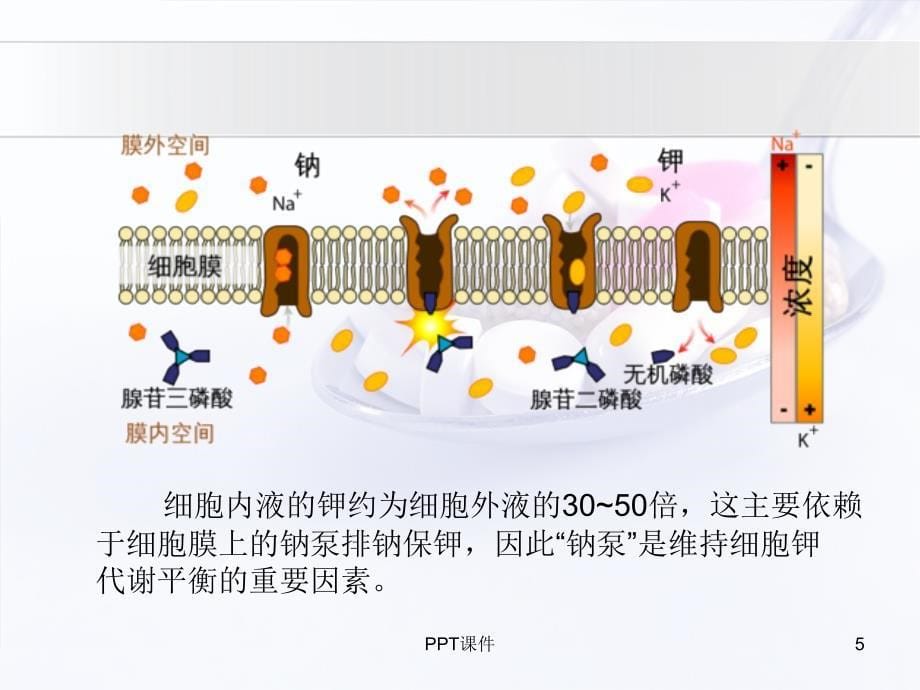 低钾血症与补钾药物介绍--课件_第5页