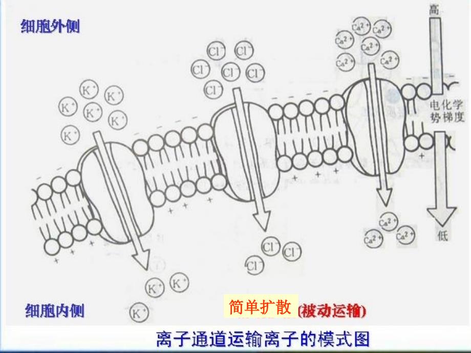 植物对矿质元素的吸收利用_第3页