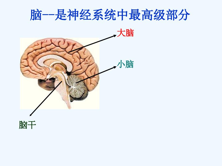 神经系统的组成ppt64453_第4页