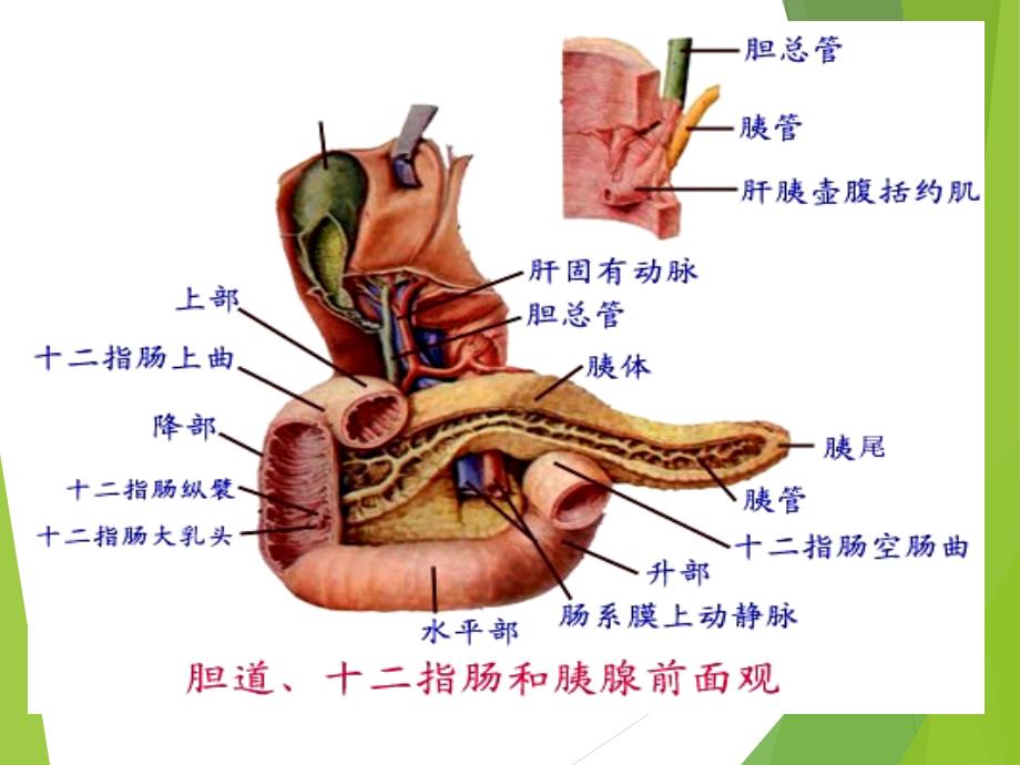 讲课：胰腺疾病超声诊断.ppt_第3页