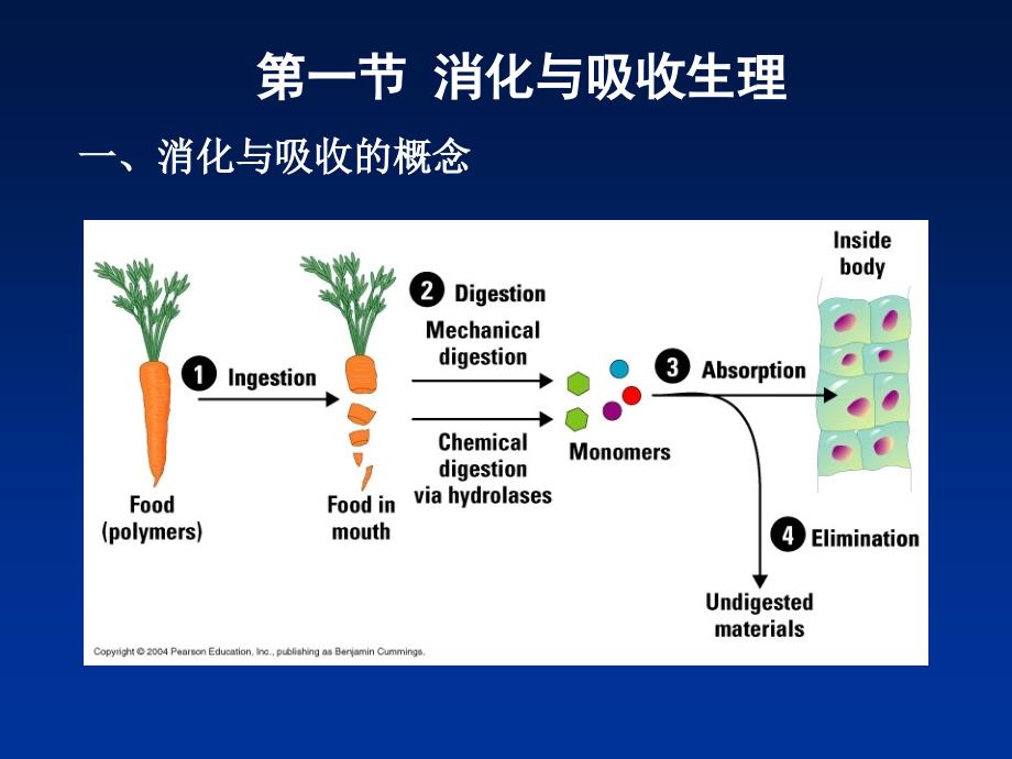 食物的体内过程课件_第2页