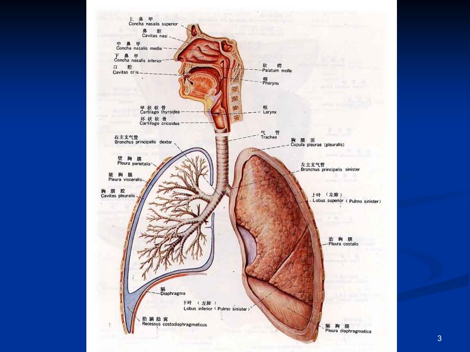 呼吸系统骄阳书苑_第3页